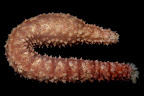 Holothuria aff. impatiens. Kosrae, Federated States of Micronesia.