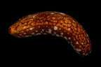 Bohadschia argus. Kosrae.
