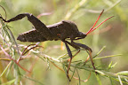 Acanthocephala terminalis