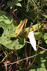Schistocera nitens