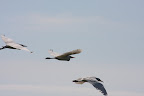 Egretta thula