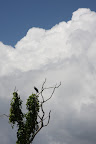 Egretta tricolor