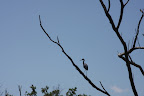 Egretta tricolor