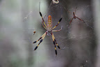 Nephila clavipes