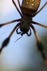 Nephila clavipes eating a fly