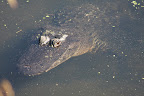 Alligator mississippiensis
