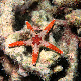 Asteroidea