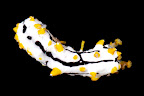 Pearsonothuria graeffei (juvenile). La Réunion.