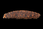 Holothuria cinarescens. La Réunion.