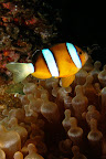 Amphiprion chrysopterus? Okinawa.