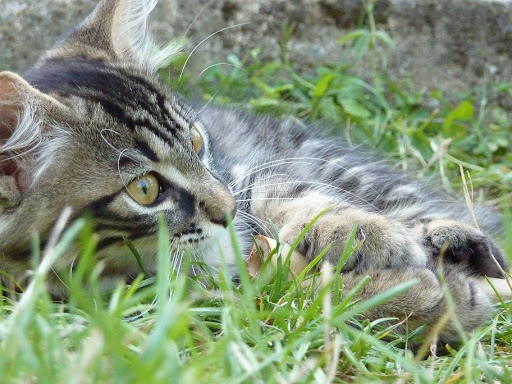 http://lh3.ggpht.com/_DikhrLvSj-Y/S3LgixBVPHI/AAAAAAAAACI/-6Hi3AFrW8M/P10005301.jpg