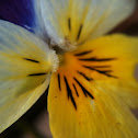 Yellow Pansy