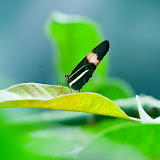 flickr photo