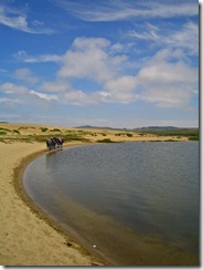 Edging Their Way Around Abbott's Lagoon