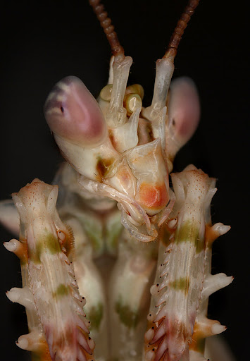 Imago Pseudocreobotra wahlbergii