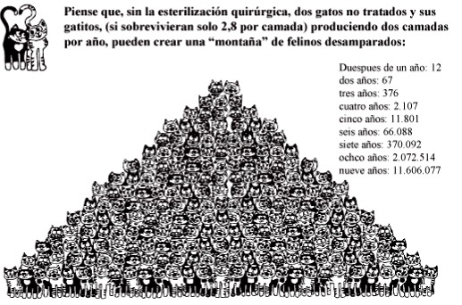 [castración gatos[4].jpg]