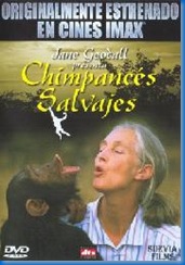 chimpancés salvajes