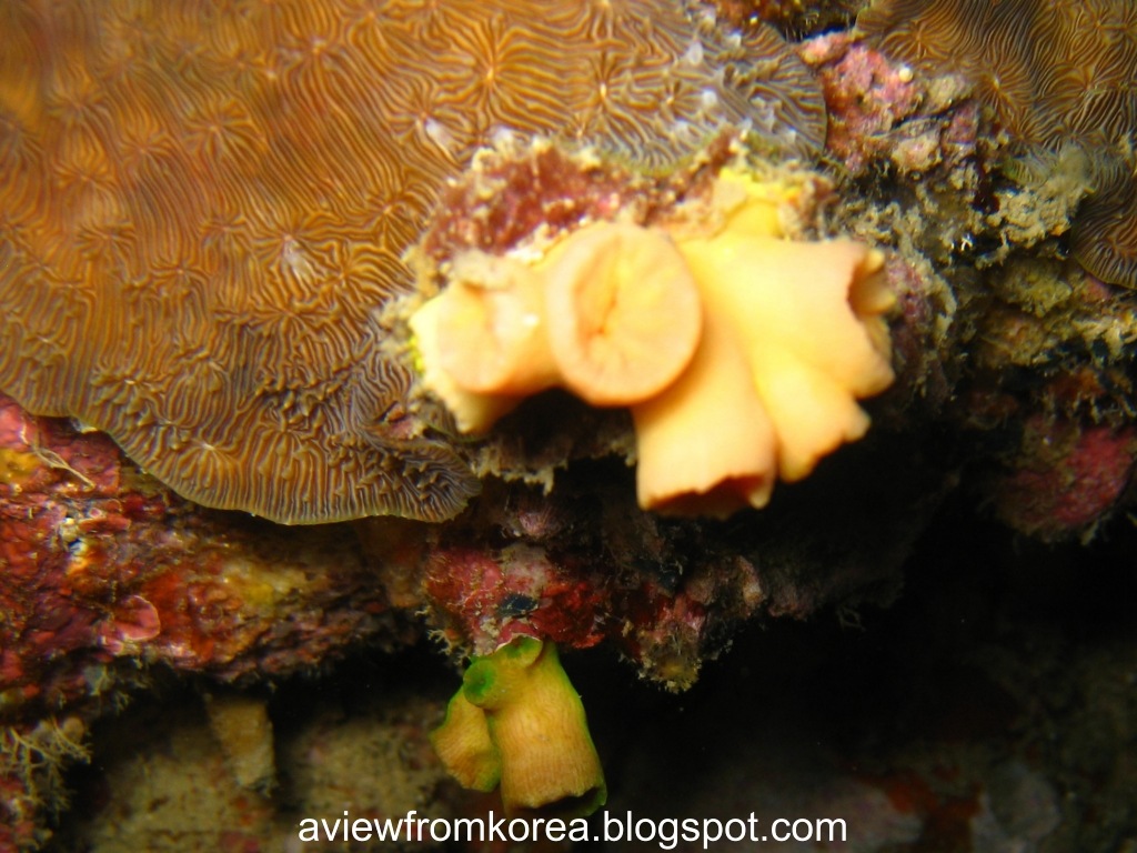 [DiveSite2_271280x7682.jpg]