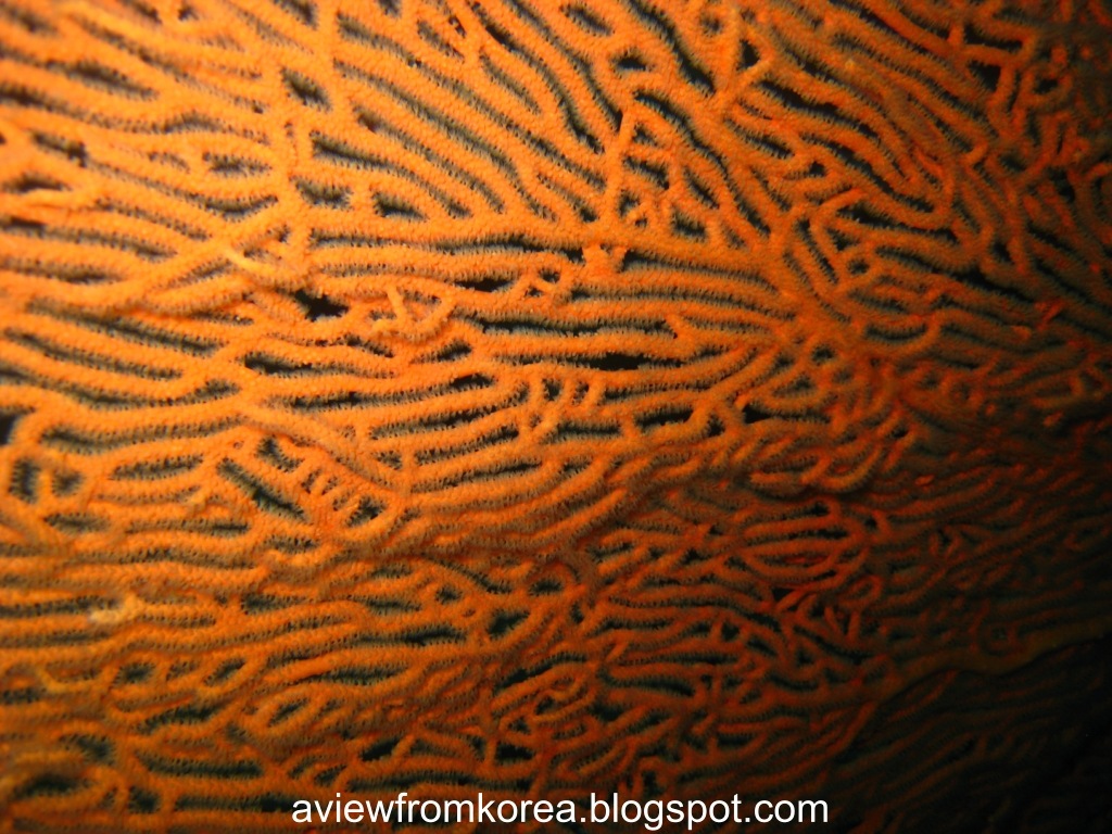 [DiveSite2_341280x7682.jpg]