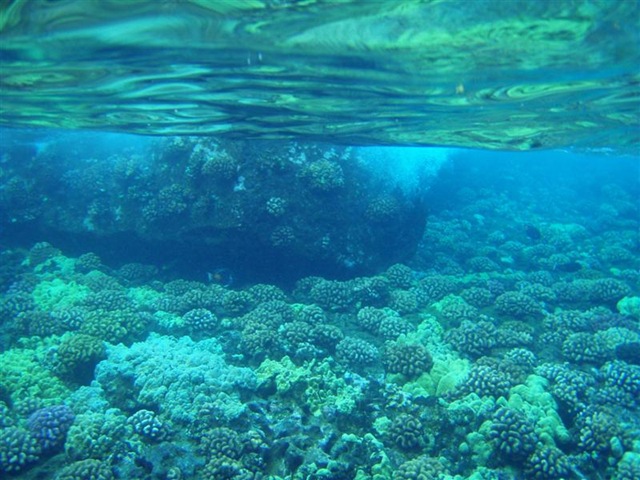 [Maui Snorkeling_21 (1) (Medium)[2].jpg]
