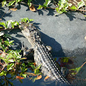 American Alligator