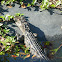 American Alligator