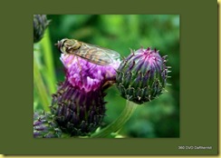 2009-07-10 butterfly2