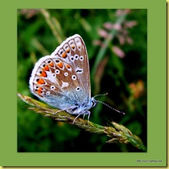 2009-07-10 butterfly4