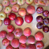 An overview of the $5 fruit haul. All organic, locally grown, and delicious. Yellow oeaches, white peaches, donut peaches, nectarines, plums