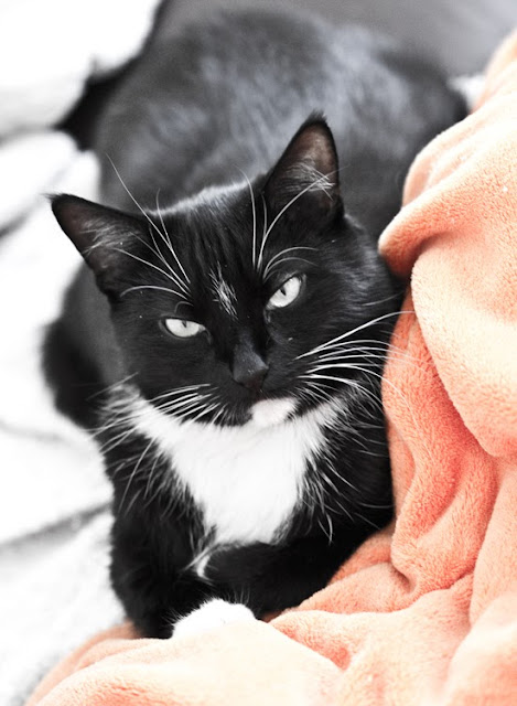 Nelly-Cat-Sunbeam