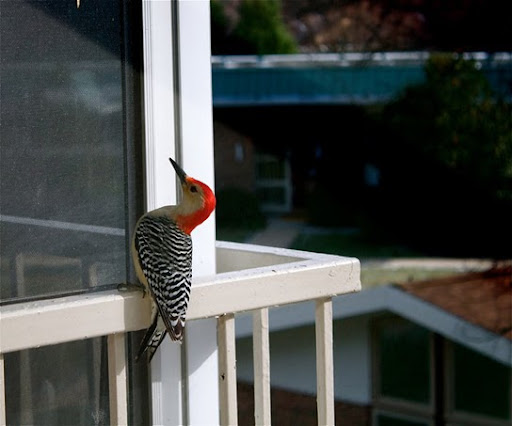 birds-window