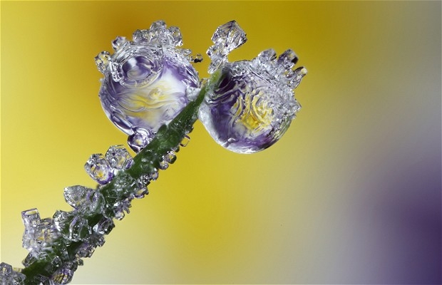 Macro_xioni-1.jpg
