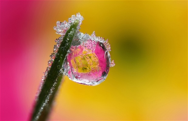 Macro_xioni-4.jpg