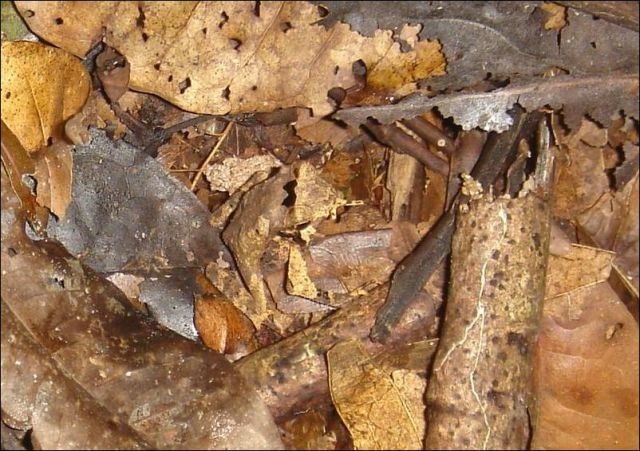 batraxi-2.jpg