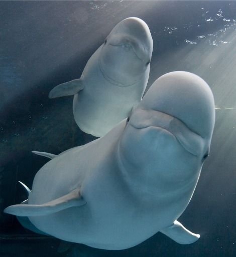 beluga-1.jpg