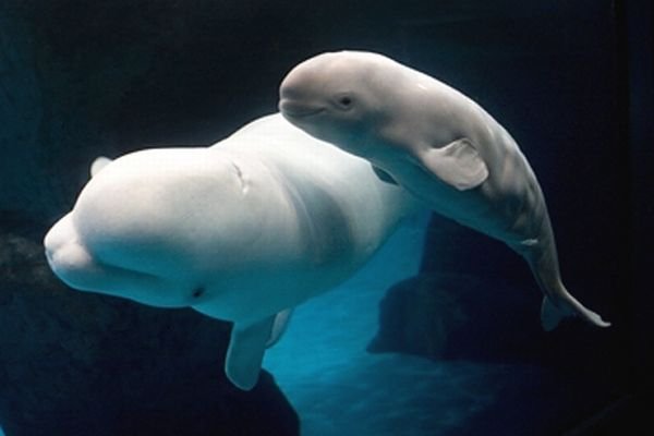beluga-4.jpg