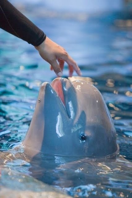 beluga-3.jpg