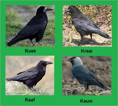 kraaien kraaien