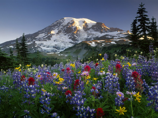 Mazama%20Ridge%20Wildflowers%2C%20Mount%20Rainier%20National%20Park%2C%20Washington