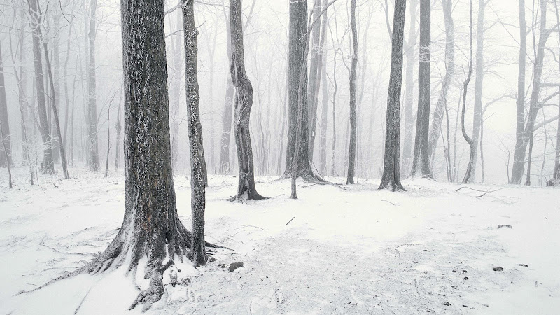 Snow%20Covered%20Forest%2C%20Great%20Smoky%20Mountains%2C%20Tennessee