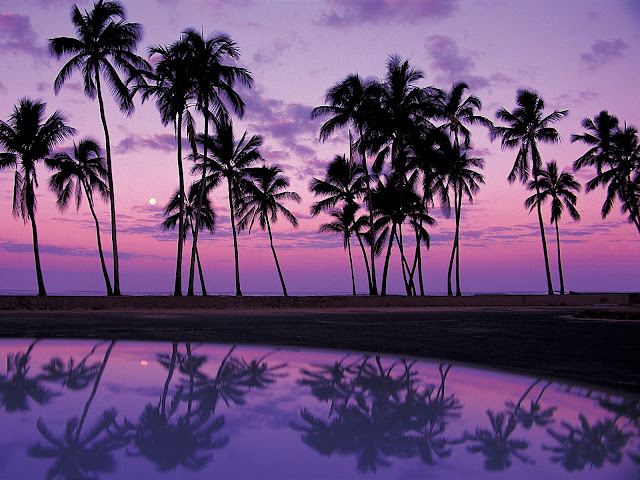 Palms%20at%20Sunset%2C%20Oahu