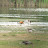 Rostgans Brandgans &ndash; 15-Jun-2009