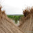 Reed Belt - Schilf &ndash; 16-jún-2009