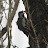 Blutspecht Syrian Woodpecker Dendrocopos syriacus &ndash; 29-nov-2008