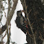 Blutspecht Syrian Woodpecker Dendrocopos syriacus &ndash; 29-nov-2008