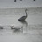 Grey Heron and juv. Spoonbills &ndash; 10-Okt-2009