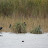 Zwergscharben Illmitz Seerand Pferdekoppel &ndash; 17-Okt-2009