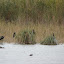 Zwergscharben Illmitz Seerand Pferdekoppel &ndash; 17-Okt-2009