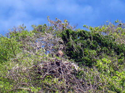 Fish eagles in Madagascar