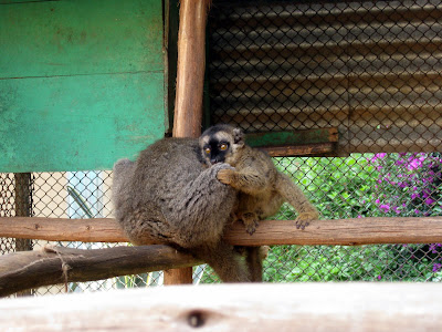 Lemurs at Antananarivo zoo